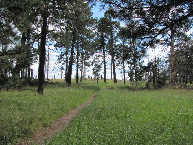 Trail in Lemmon Meadow
