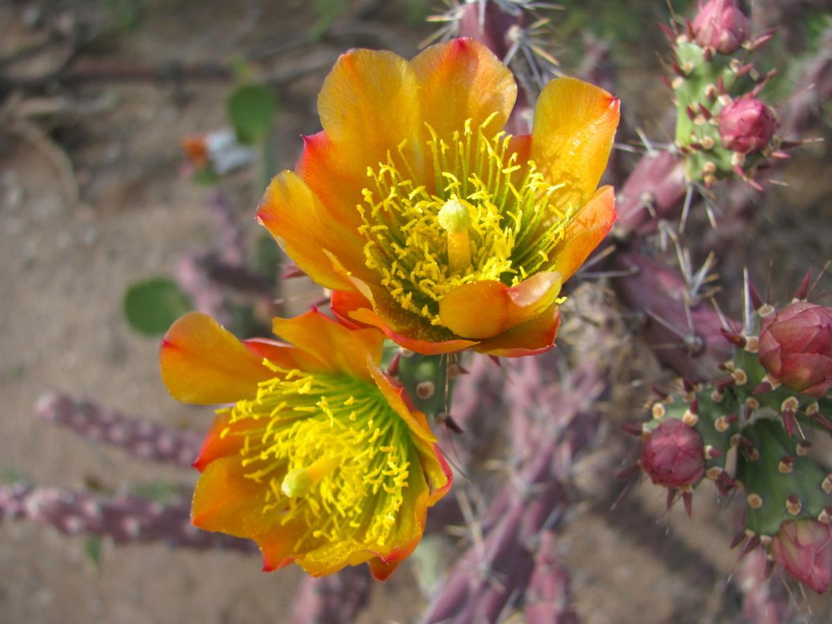 Tucson Desert bursts into dazzling cactus bloom Outdoors and Events