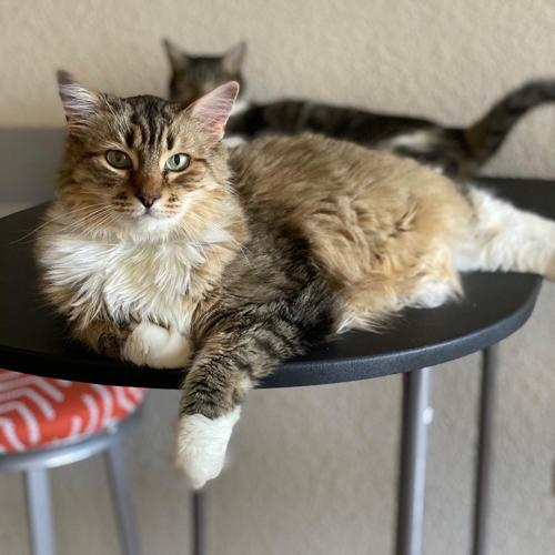 El Jefe Cat Lounge_Sponsored