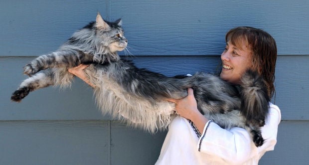 Photo of the day: World's longest cat dies 
