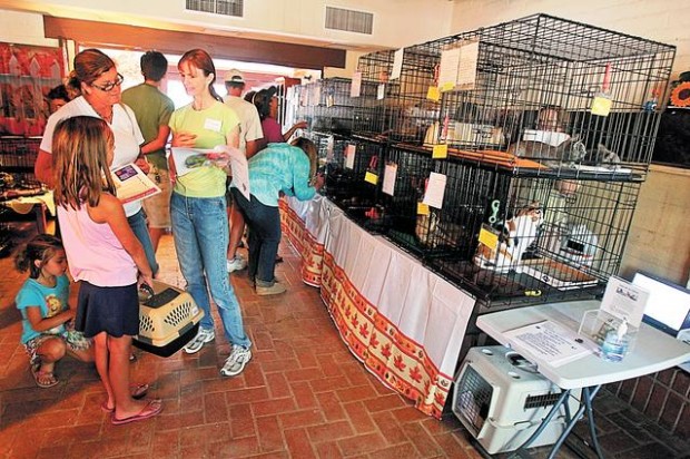 Cat shelter purrrsues its cause  