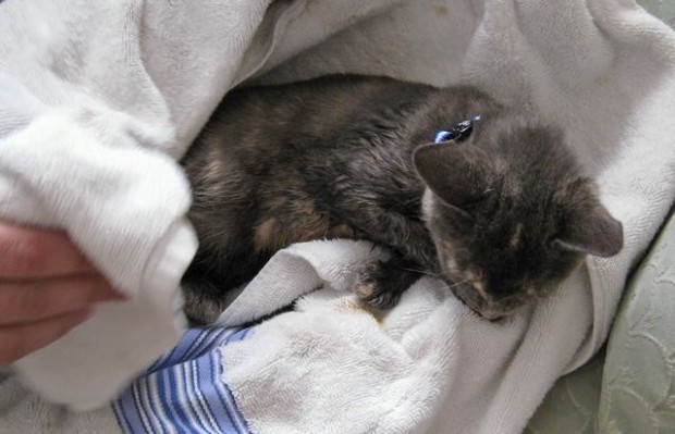 Neb. man says he put cat in bong 3 times (w/photos)  
