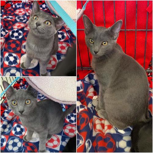 Adopt a friend: Kito