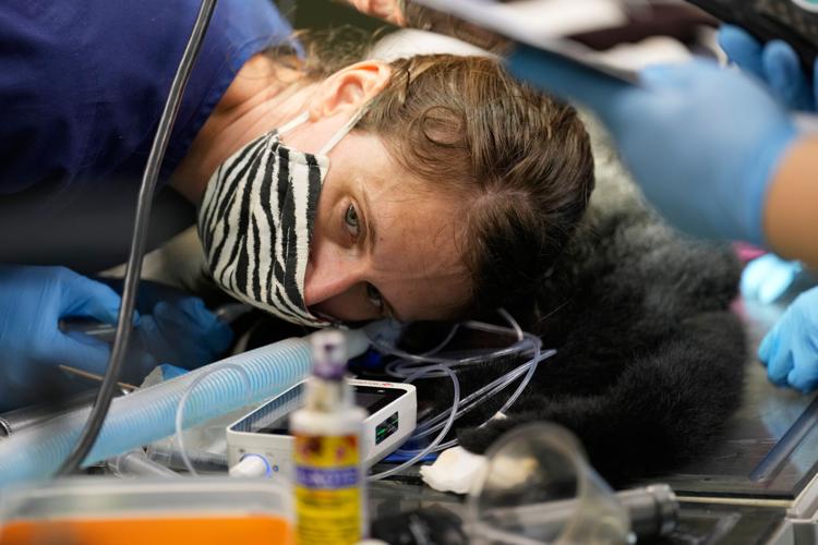 Zoos-Viewing Veterinarians