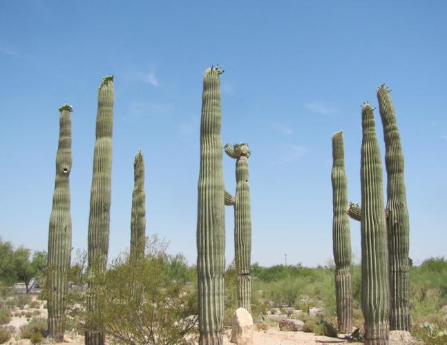 Saguarohenge stands tall at Pima Prickly Park