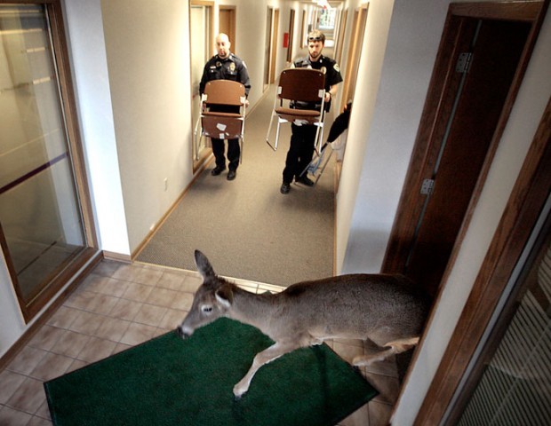 A deer intruder