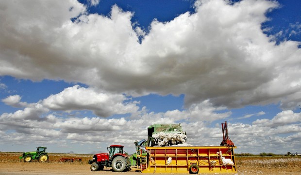 Cotton is currently fabric of their lives   