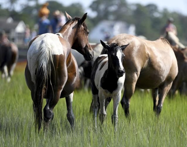 Chincoteague Pony Swim