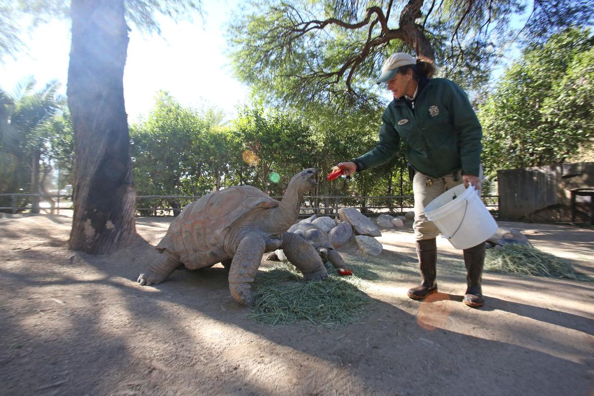 Reid Park Zoo Animal Series
