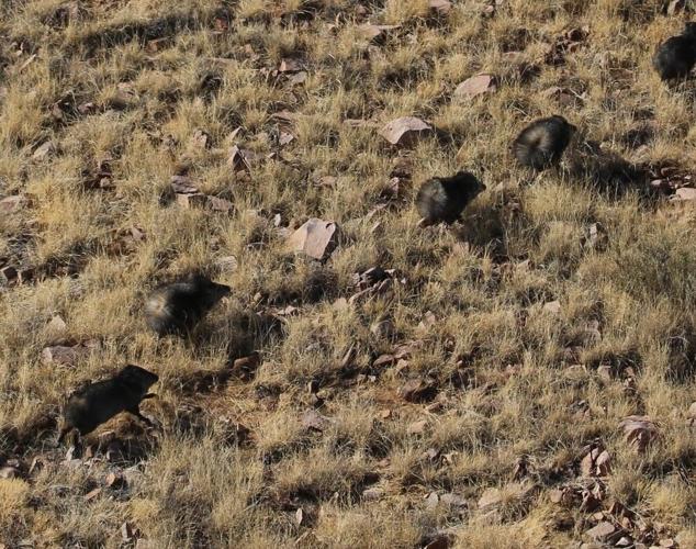 Wildlife officials taking flight to check big game populations
