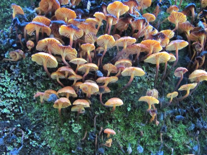 19 mushrooms-p1_15279793