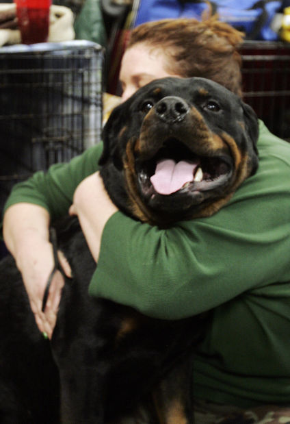 Most popular dog breeds of 2012