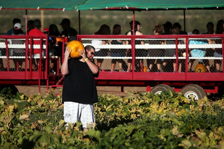 Marana Pumpkin Patch and Farm Festival