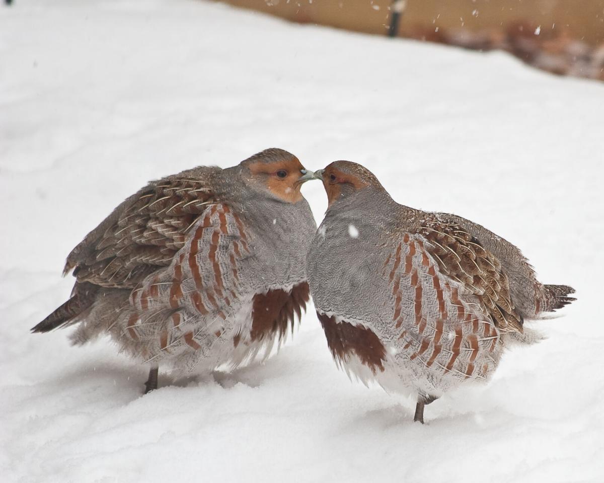 Gray-Partridges-Photo-David-Mitchell-Creative-Commons-.jpg
