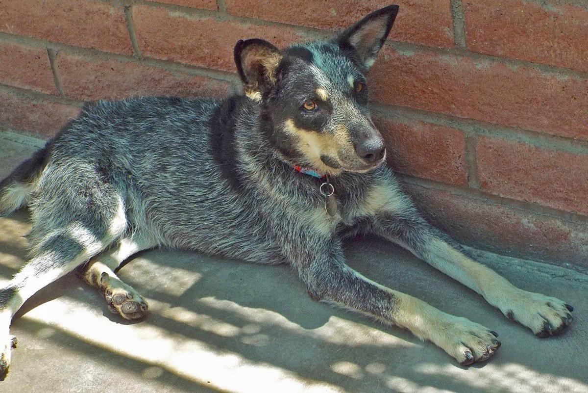 Pets For Adoption Entertainment Tucson Com
