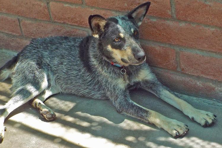 Adopt a friend: Crikey