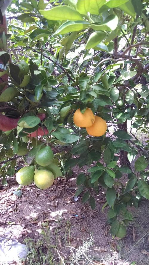 Garden Sage: Tangelo sport