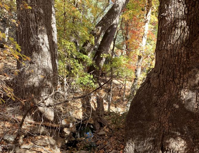 Fall colors in Ramsey Canyon