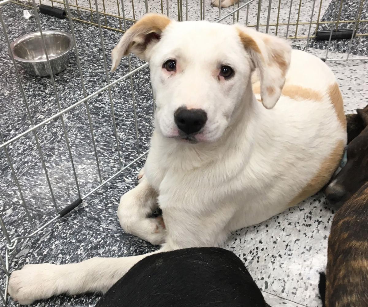 Adopt A Friend: Peaches