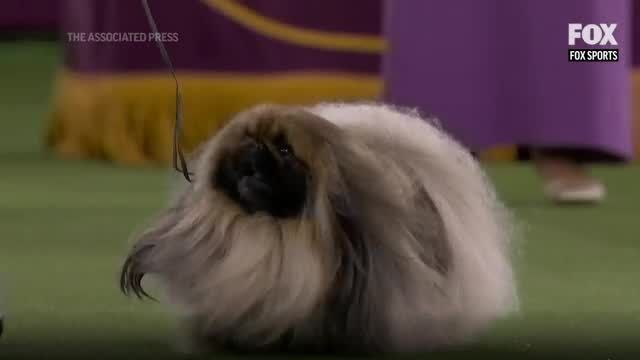 National dog hot sale show pekingese