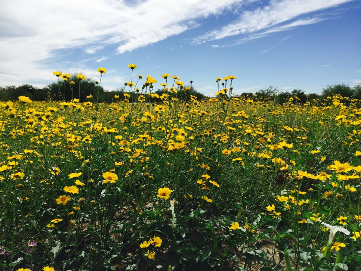 Endless bloom