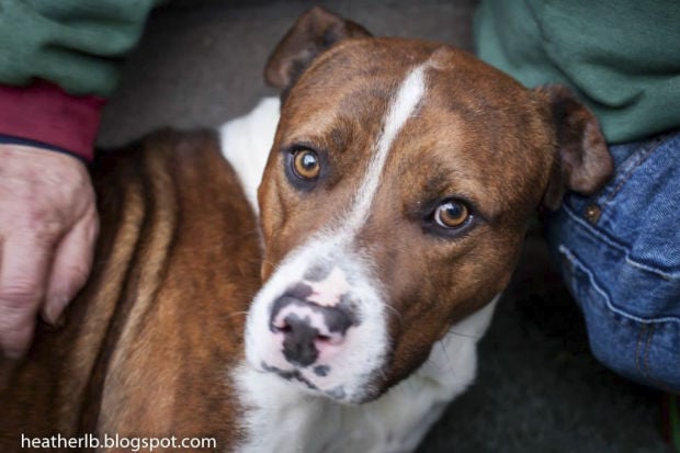 Pima Animal Care Center