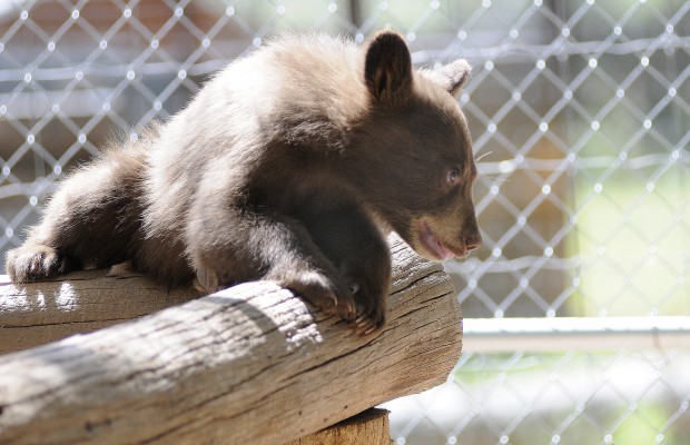 Bear, wildlife, recovery