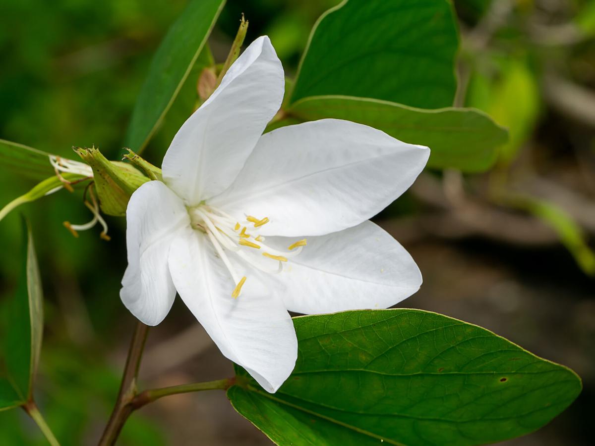 Snowy Orchid Tree, Orchid Tree flower with blur background.