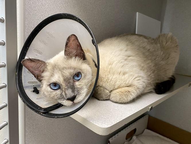 Adopt a friend: Tilly