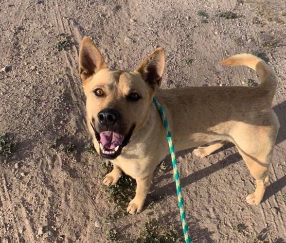 Adopt a friend: Wagner