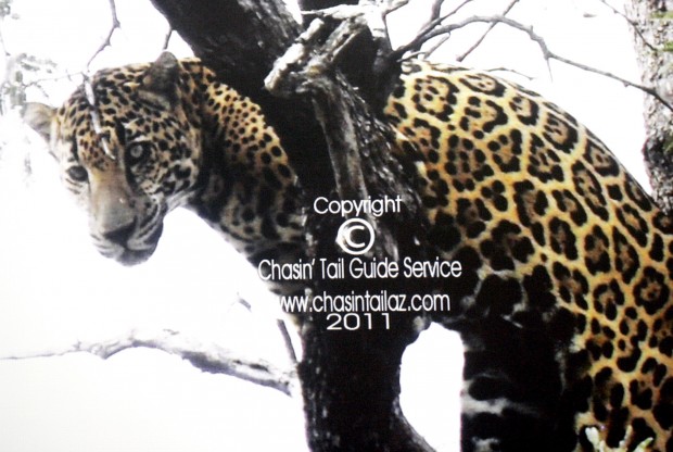 Avistamiento de dos jaguares en Arizona genera entusiasmo   