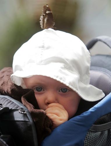 Last chance to see Butterfly Magic   