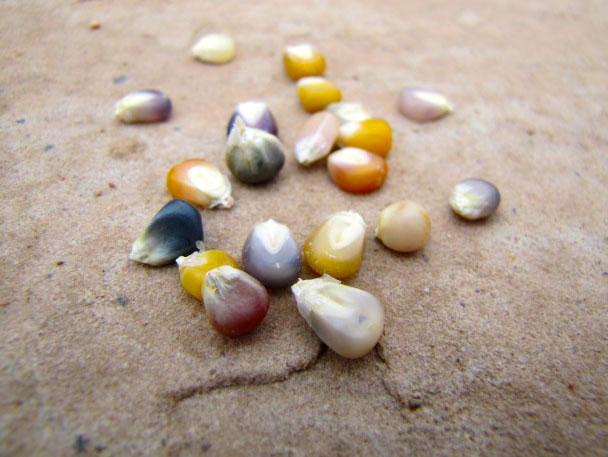 Corn kernels