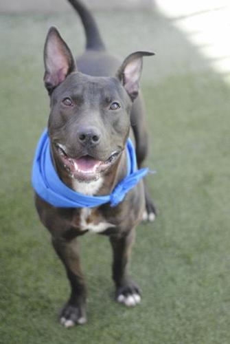 Pima Animal Care Center
