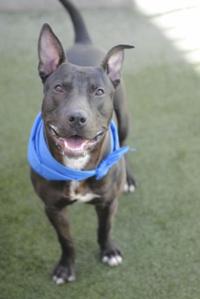 Adopt a pet for $30 at Pima Animal Care Center