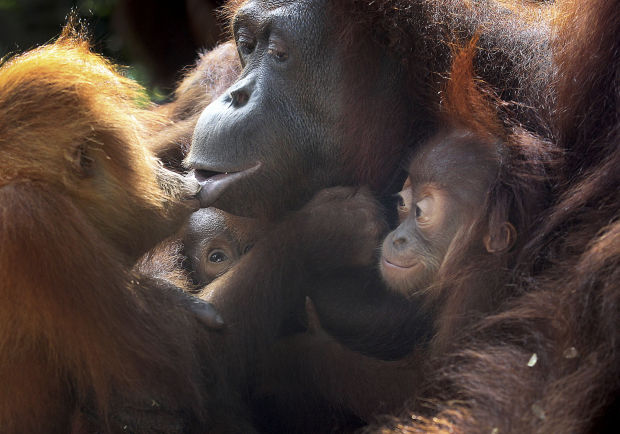 Animal shots of the week