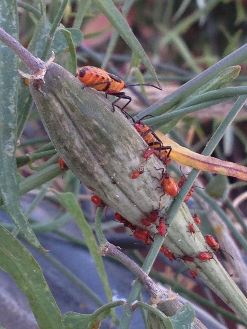 These are poisonous bugs | | tucson.com