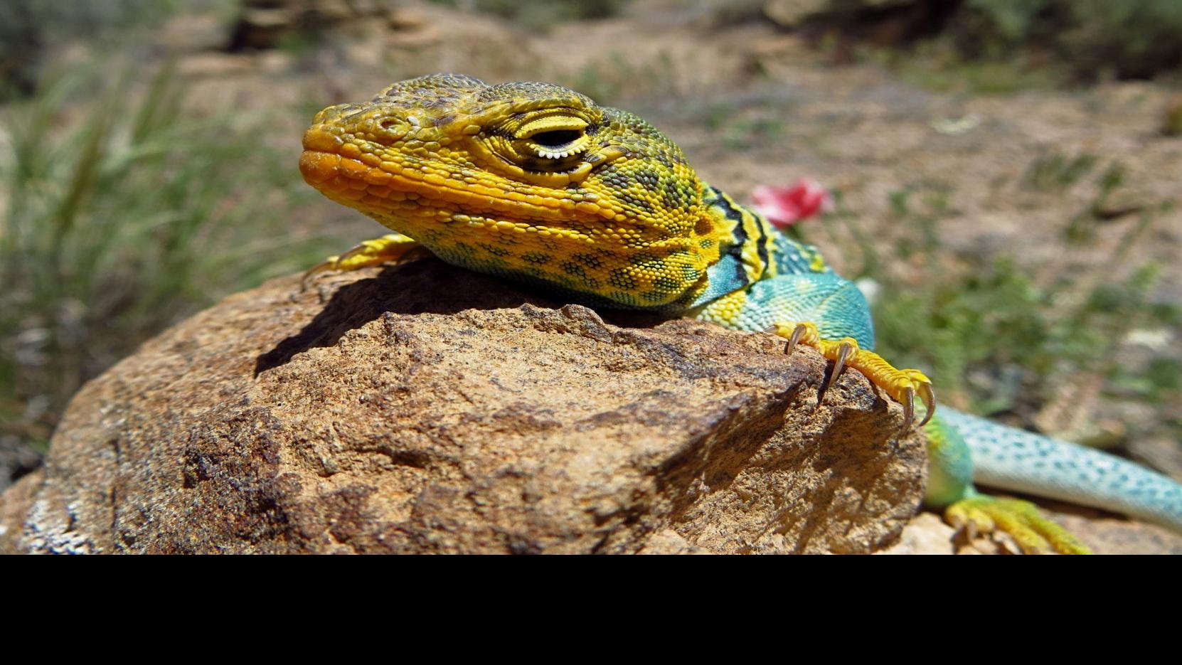 Garden Sage Tips To Attract Lizards To Your Home Home Life Health Tucson Com
