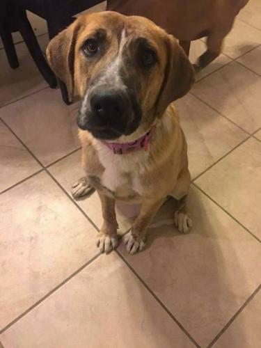 Adopt A Friend: Lola