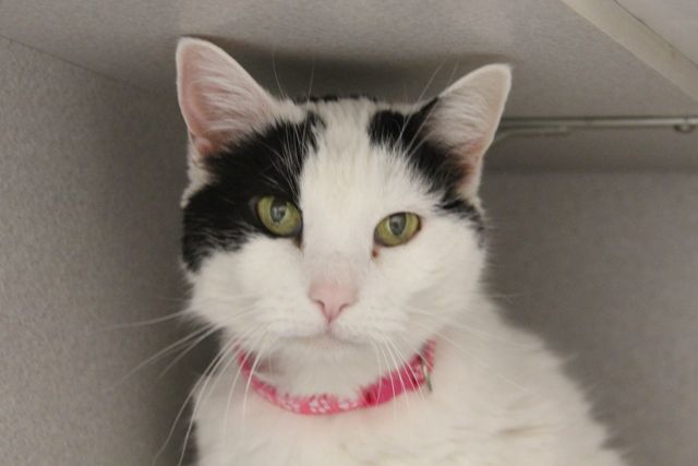 Adopt a friend: Sammie