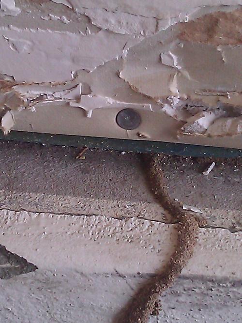 Can Termites Eat My Masonry Walls?