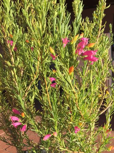 What caused the demise of emu shrub?