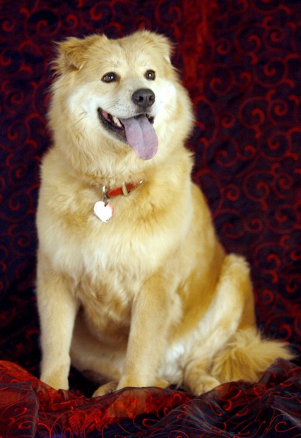 SAHBA show has gone to the dogs    
