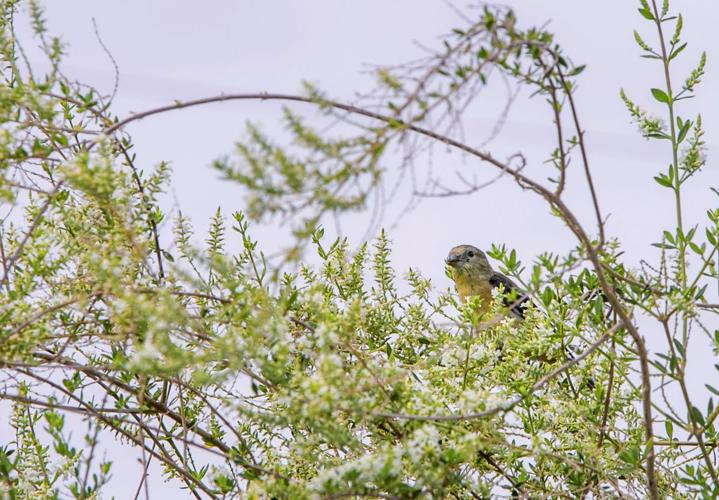 Audubon Society Yard