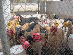 Kenneled dogs at Tucson Greyhound Park