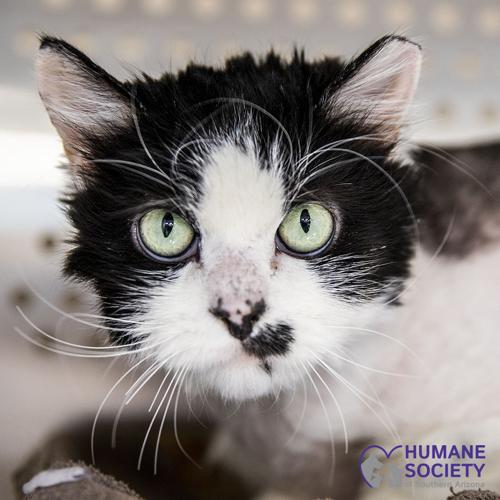 Adopt a friend: Ceesa