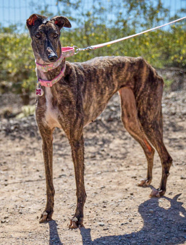 Adopt a friend: Cadence