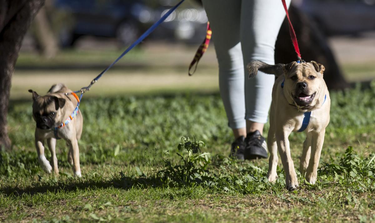Dogs, park, Tucson