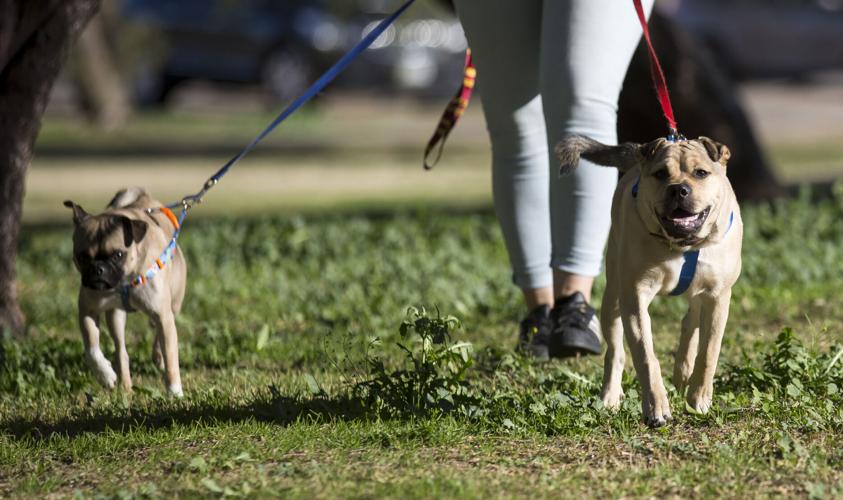 Dogs, park, Tucson