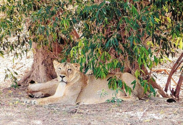 Rare lions claw for existence amid poaching  